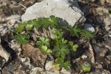 Geranium lucidum