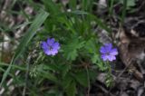 род Geranium