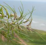 Poa bulbosa подвид vivipara. Верхушка побега с выводковыми луковичками. Краснодарский край, Темрюкский р-н, мыс Железный Рог, обрывистый глинистый приморский склон. 01.05.2015.