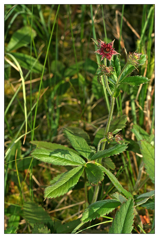 Изображение особи Comarum palustre.