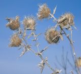 Cirsium vulgare