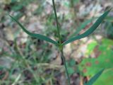 Dianthus fischeri