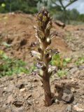 Orobanche cernua. Цветущее растение. Испания, Канарские о-ва, о. Гран Канария, муниципалитет San Bartolome de Tirajana, окр. населённого пункта Monte León, полупустынное кустарниковое сообщество, на Launaea arborescens. 1 марта 2010 г.