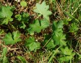 genus Alchemilla