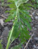 Ambrosia artemisiifolia