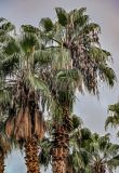 Washingtonia robusta