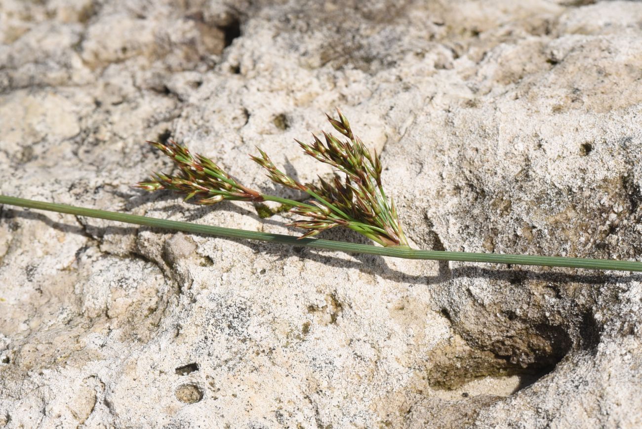 Изображение особи Juncus inflexus.