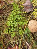 Selinum carvifolia. Прикорневой лист. Московская обл., ГО Подольск, мкр-н Климовск, лесопарк \"Дубки\", луг. 06.11.2023.