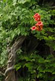 Campsis radicans