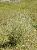 Artemisia marschalliana