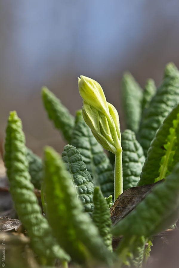 Image of Primula macrocalyx specimen.