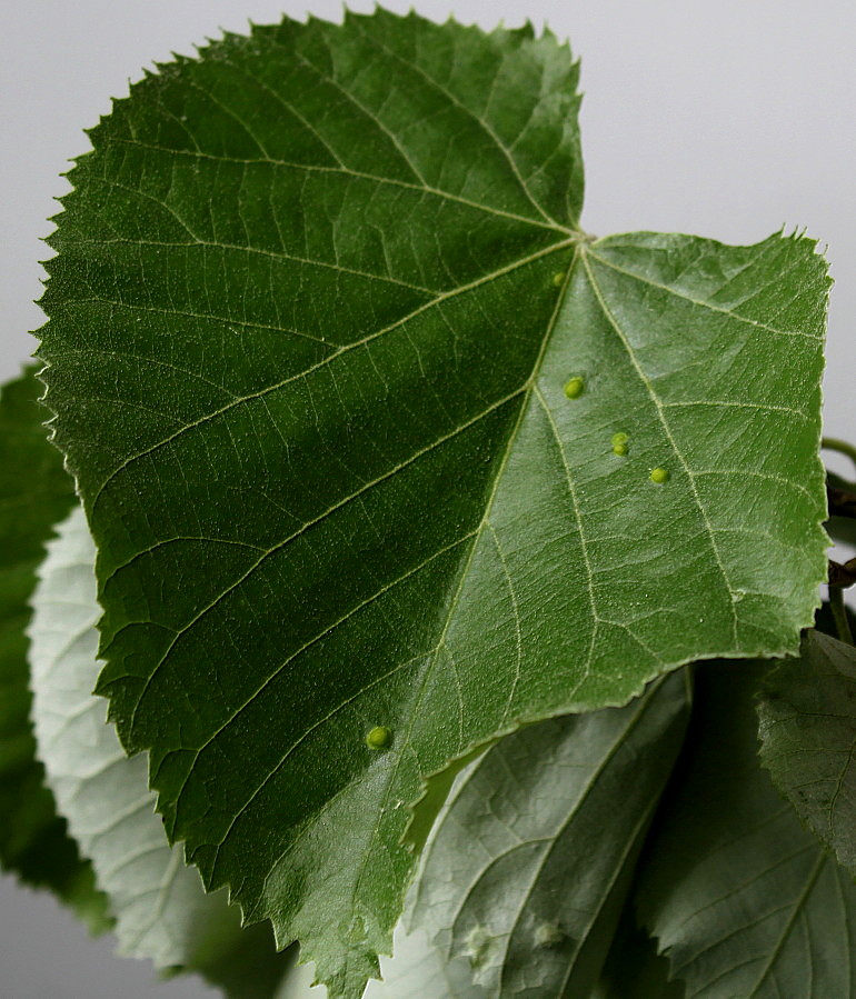 Изображение особи Tilia tomentosa.