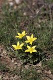 Anemone gortschakowii