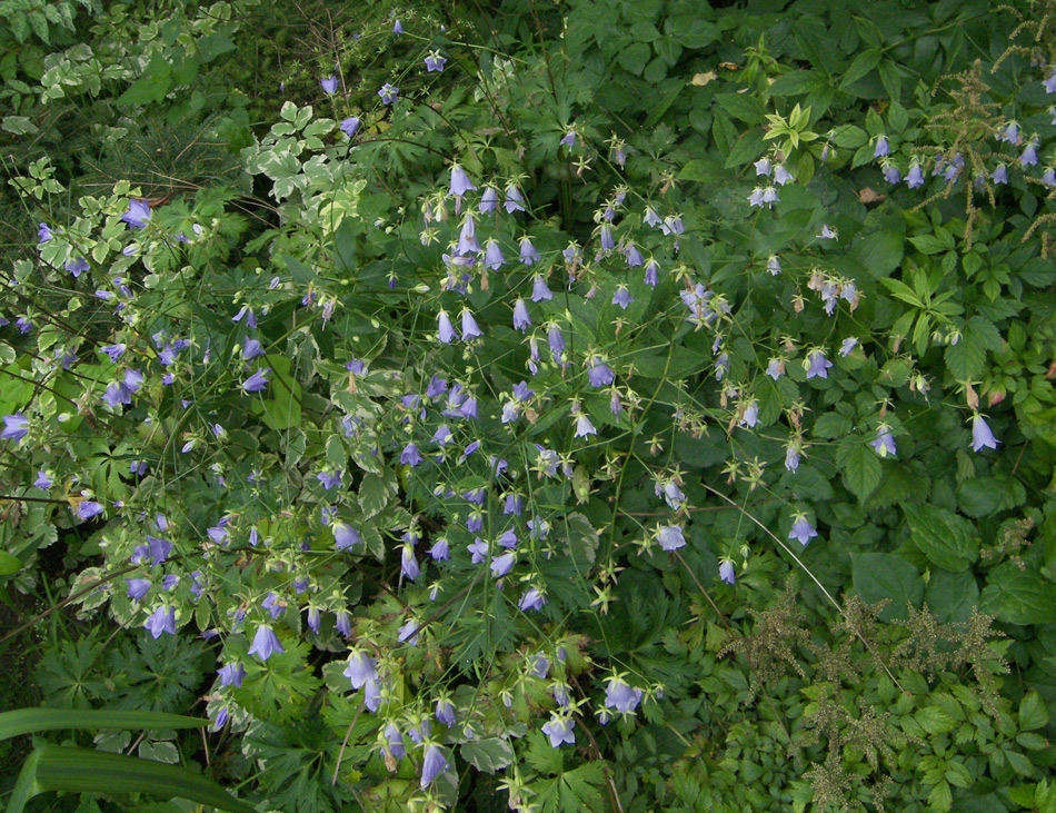 Изображение особи Adenophora divaricata.