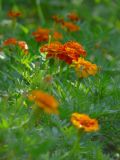 Tagetes patula