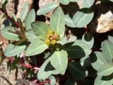 Euphorbia monocyathium. Верхушка цветущего побега. Киргизия, Баткенская обл., Алайский хр. 4 июля 2011 г.