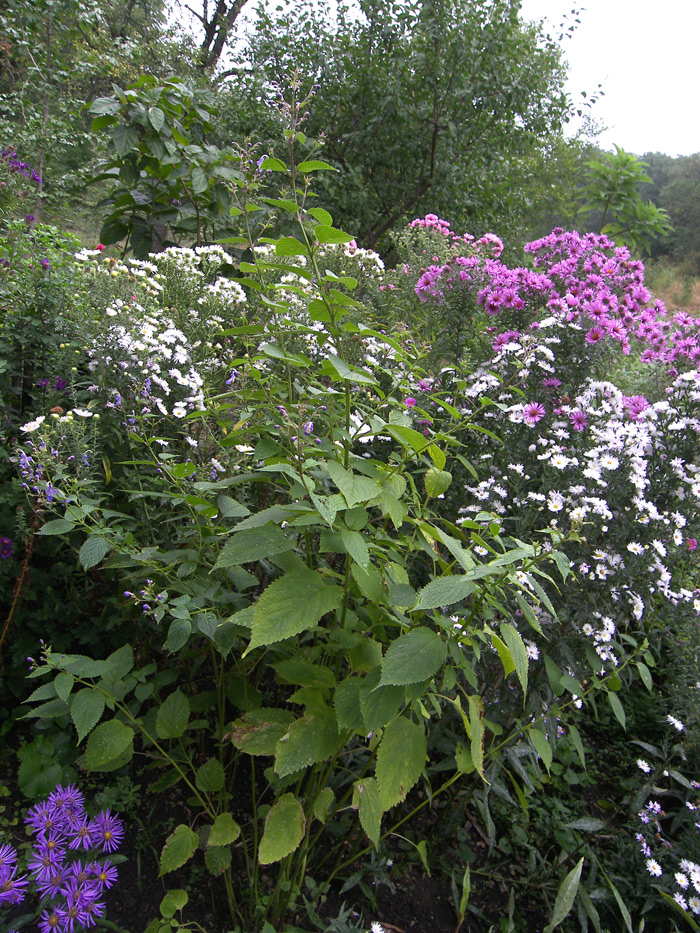 Изображение особи Caryopteris divaricata.