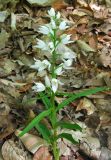 Cephalanthera longifolia. Цветущее растение. Крым, окр. Соколиного, Большой Каньон, буковый лес. 3 мая 2013 г.