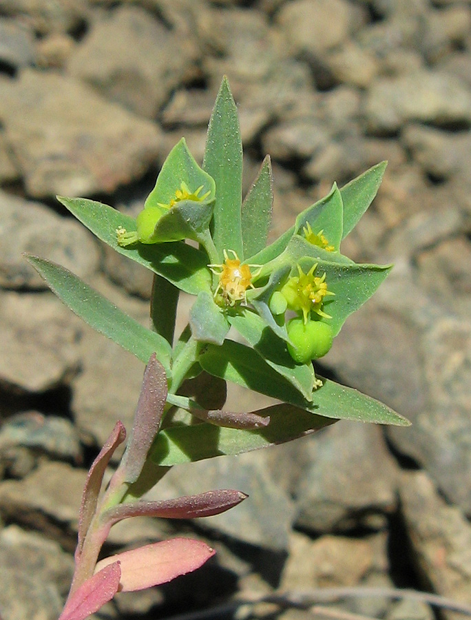 Изображение особи Euphorbia taurinensis.