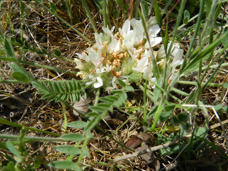 Изображение особи Astragalus dolichophyllus.