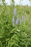 Veronica longifolia