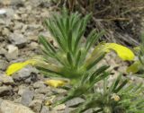 Ajuga mollis