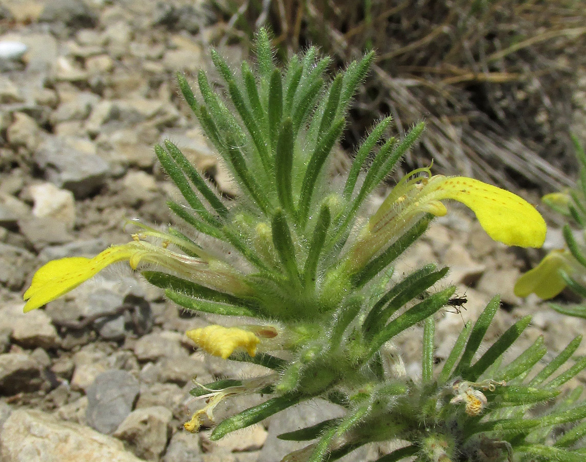 Изображение особи Ajuga mollis.