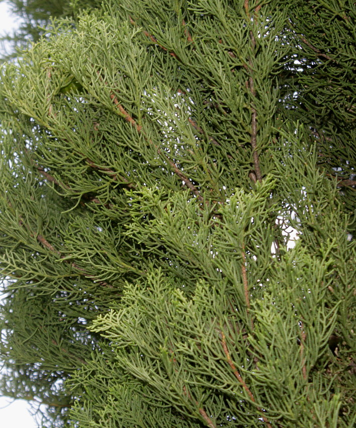 Изображение особи Cupressus torulosa.