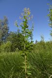 Thalictrum simplex. Цветущее растение. Новгородская обл., Боровичский р-н, 1,5 км на с.-в. от дер. Папорть, луг между безымянным озером и редколесьем. 04.07.2015.