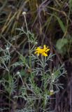 Anthemis tinctoria