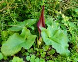 Arum elongatum