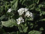 Heliotropium erosum