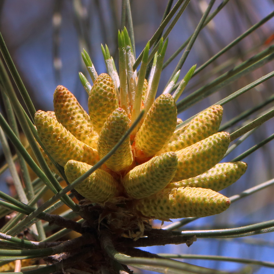 Изображение особи Pinus pallasiana.