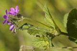 Erodium malacoides. Верхушка побега с соцветием. Греция, Пелопоннес, окр. г. Пиргос, муниципальный парк. 21.03.2015.