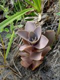 Orostachys malacophylla