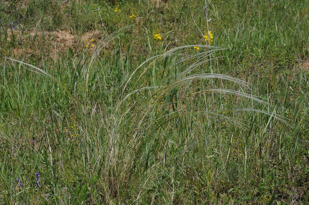 Изображение особи род Stipa.