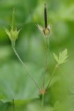 Geranium popovii