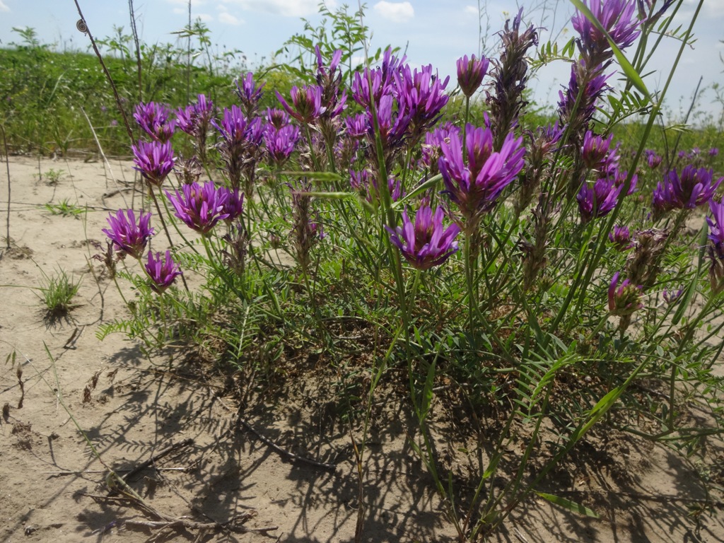 Изображение особи Astragalus onobrychis.