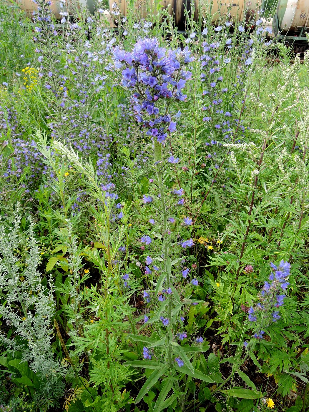 Изображение особи Echium vulgare.