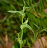 Cichorium endivia