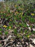 Coronilla scorpioides