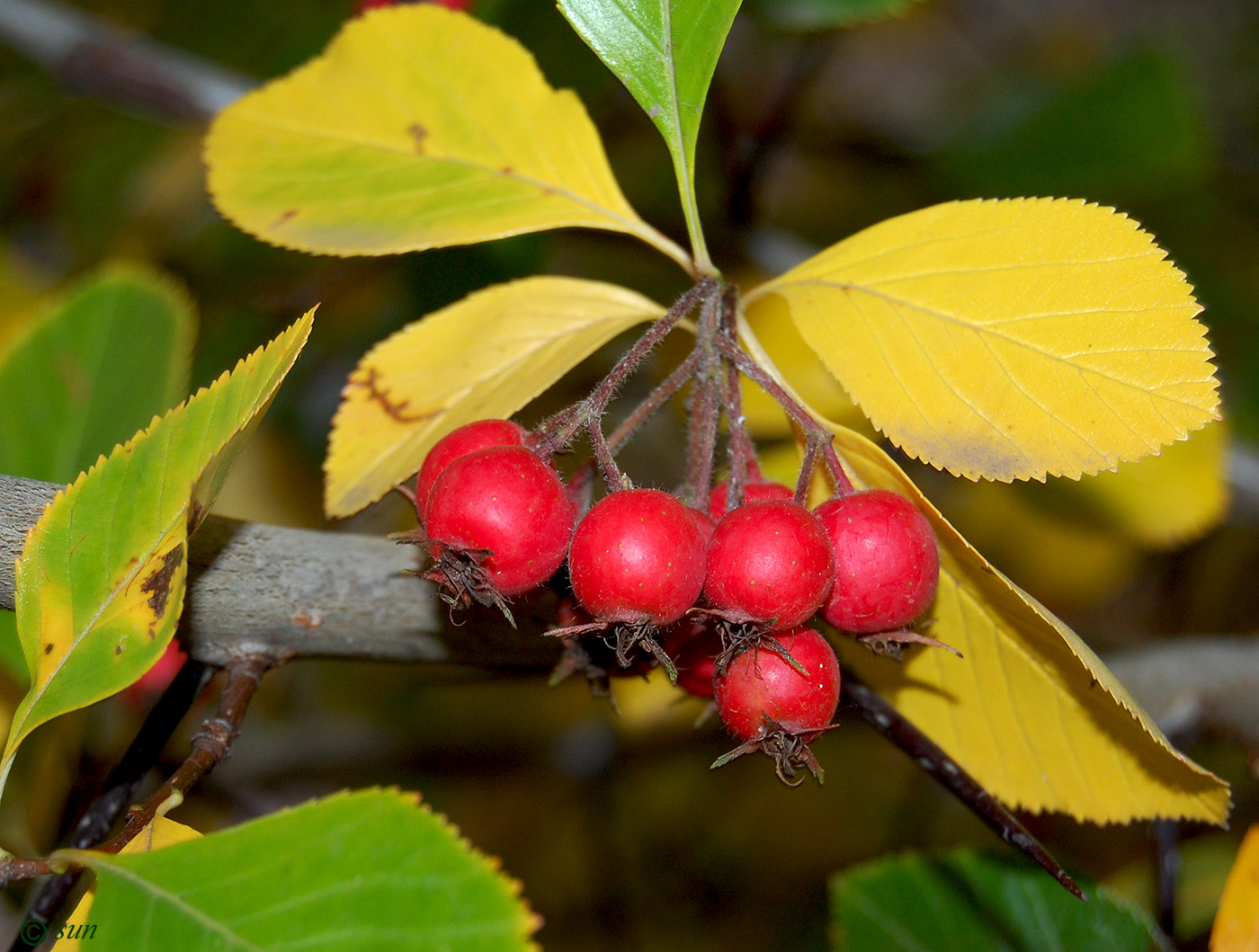 Изображение особи род Crataegus.