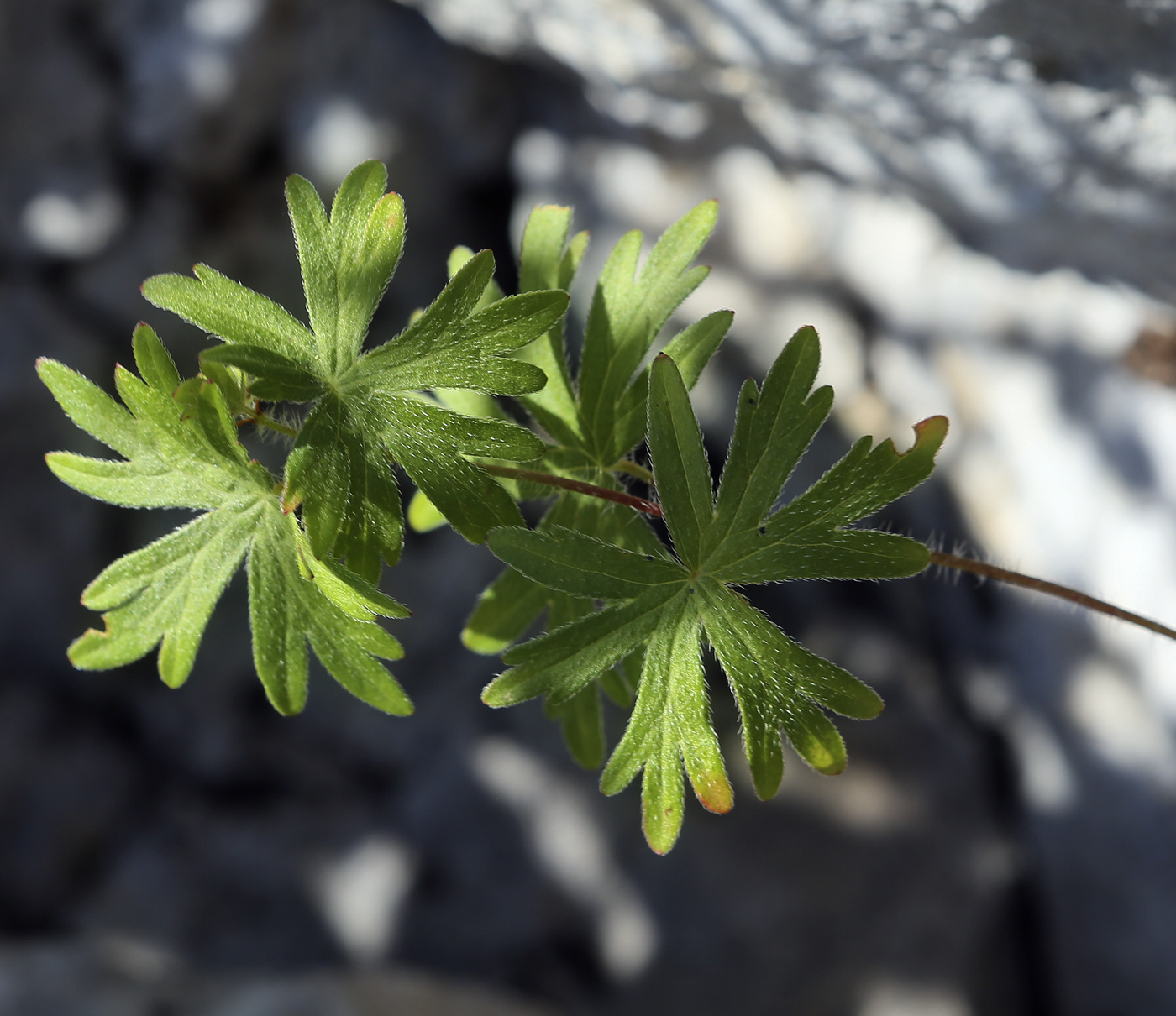 Изображение особи Geranium sanguineum.