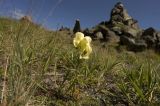 Aconitum confertiflorum. Цветущее растение. Кабардино-Балкария, северный склон Эльбруса, край урочища Аэродром, выс. ок. 2825 м н.у.м. 18.08.2011.