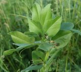 Vicia narbonensis