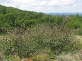 Cotoneaster melanocarpus. Плодоносящий кустарник. Горный Крым, нижнее плато Чатыр-Дага. 01.07.2018.