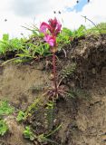 Pedicularis nordmanniana