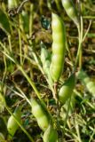 Lupinus albus