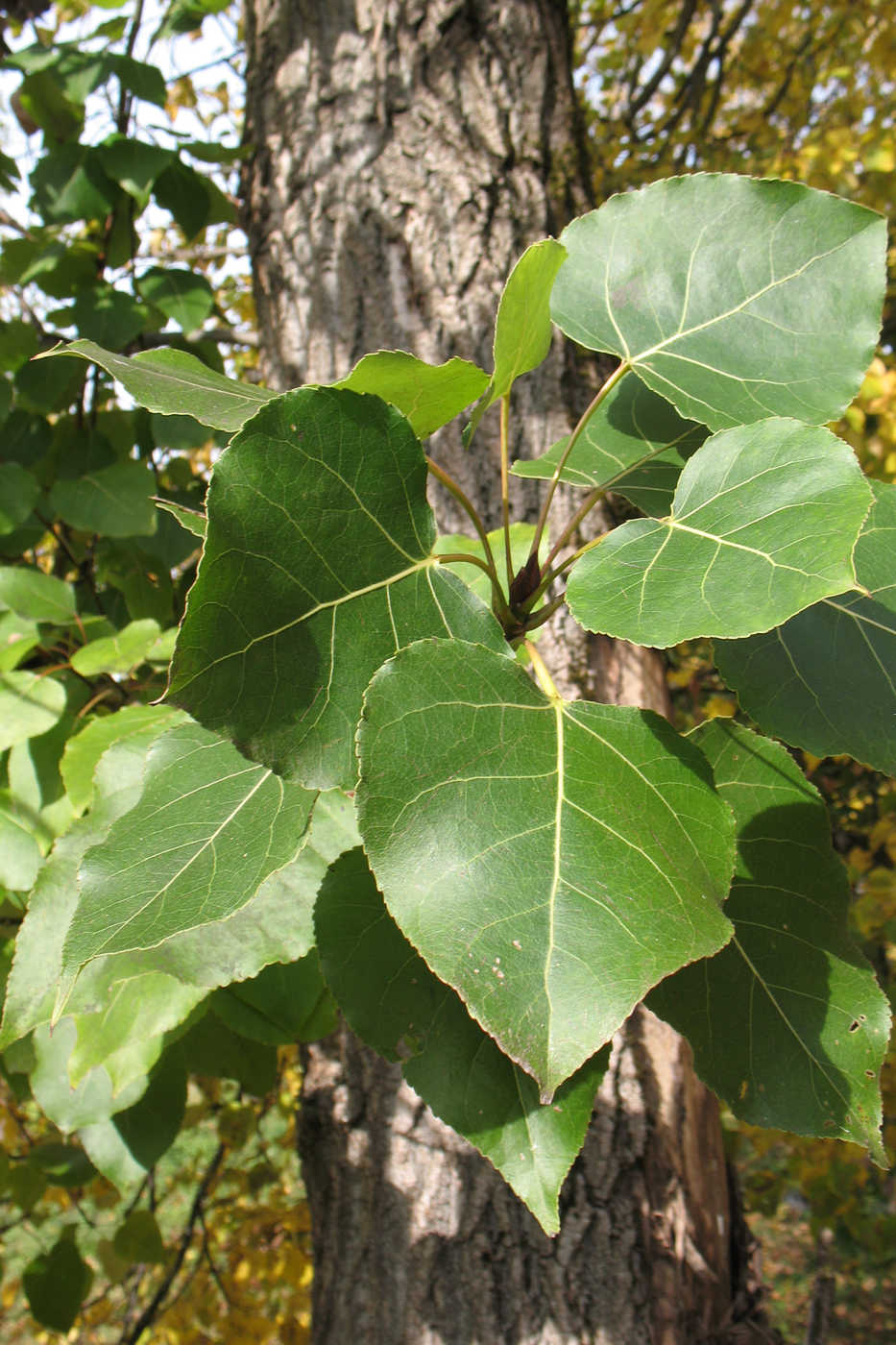 Изображение особи Populus deltoides.