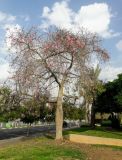 Ceiba speciosa